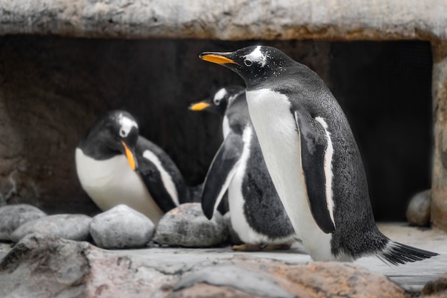 Troep van pinguïnen in dierentuin
