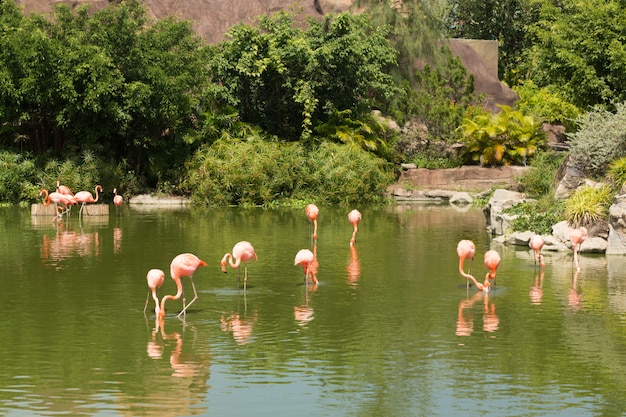 Troep van roze mooie flamingo die zich in vijver met bezinning bevindt