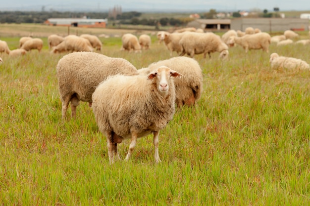 Troep van schapen die in een weide weiden