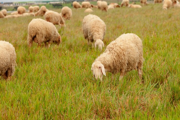 Troep van schapen die in een weide weiden