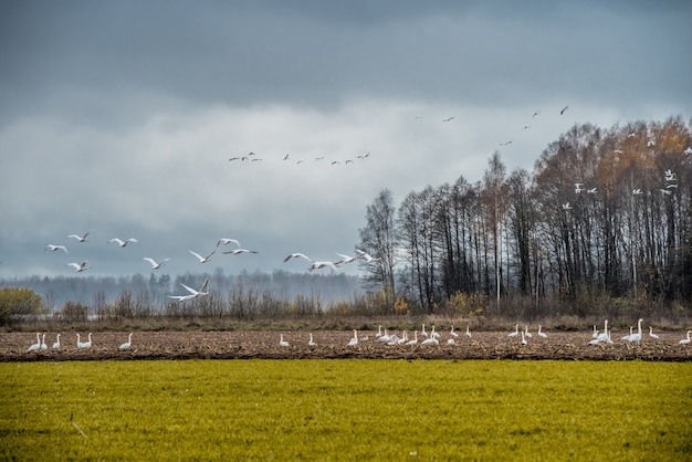 Troep van Wilde zwaan Cygnus op veld