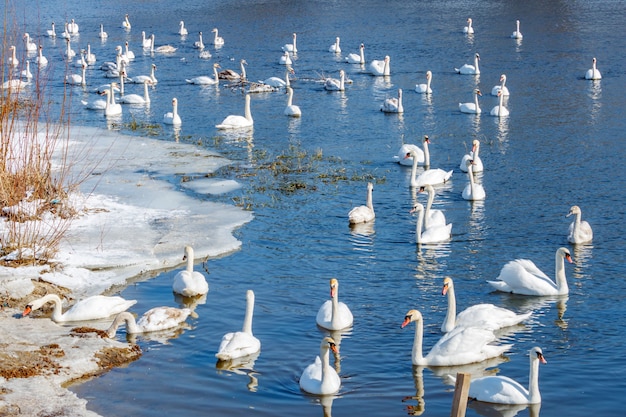 Troep van witte zwanen die op blauwe waterspiegel tegen ijzige kust zwemmen