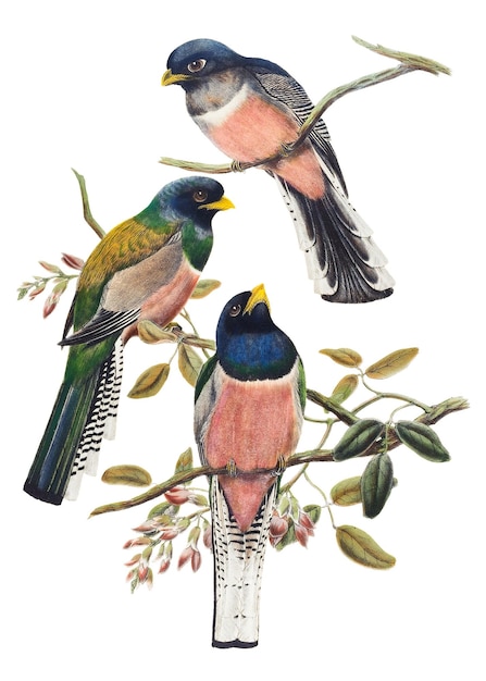 트로곤 새 png 동물 예술 인쇄 존 굴드 (John Gould) 와 윌리엄 매튜 하트 (William Matthew Hart) 의 예술 작품에서 리스되었습니다.