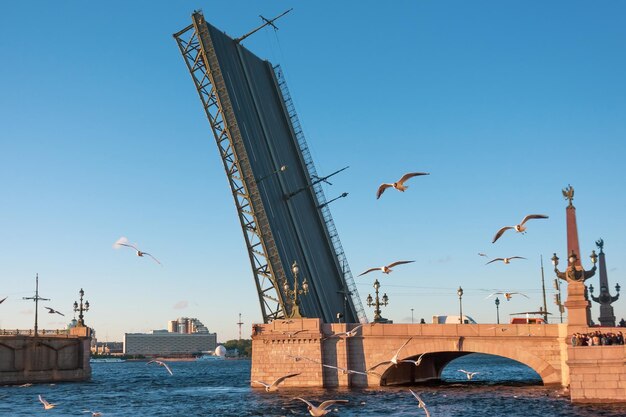 Troitskiy-brug in Sint-Petersburg bij zonsondergang en een zwerm vliegende meeuwen bij de rivier.