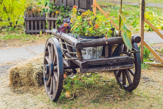 A trolley with geraniums in the autumn in the garden