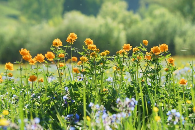 Trollius orange flowers on a spring green background