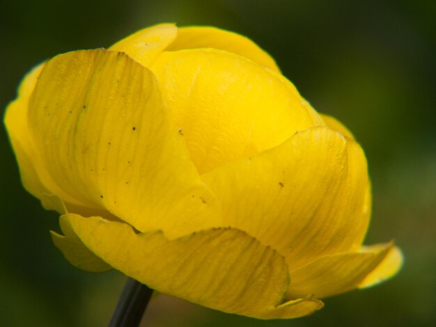 Trollius