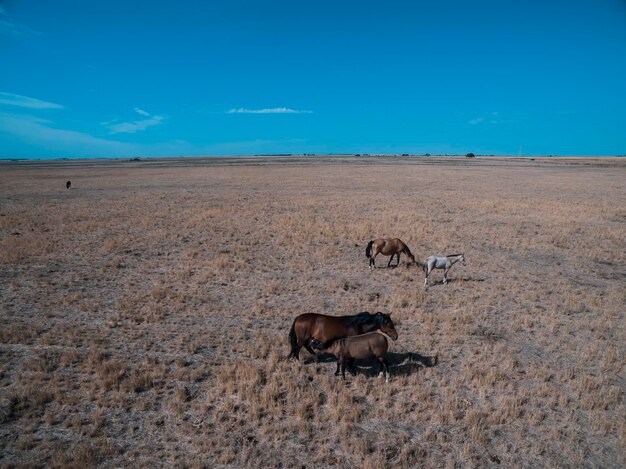 Troop of horses on the plain in La Pampa Argentina