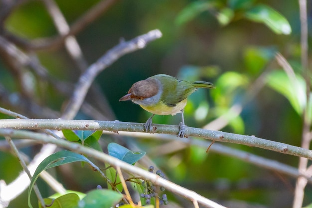 The tropic bird known as quotpitiguariquot Cyclarhis gujanensis in selective focus