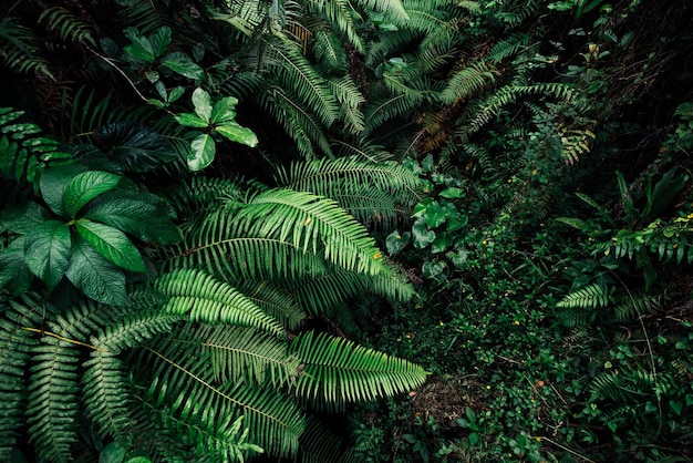 Photo tropic leaf background jungle leaves