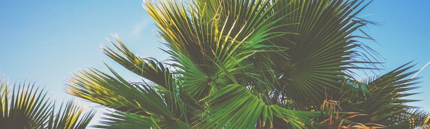 Tropic palm trees against the blue sky Tropical landscape Beautiful tropic nature Horizontal banner