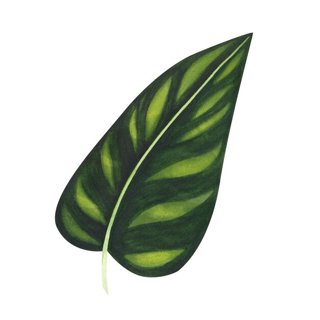 Tropic variegated leaf watercolor isolated on white background Watercolor hand drawn botanical llustration for design