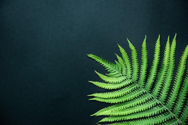 Tropical abstract background. Beautiful fern leaf close up. Top view, copy space