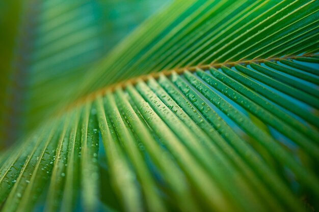 Tropical background green coconut palm leaf. Closeup nature view of palm leaves background textures