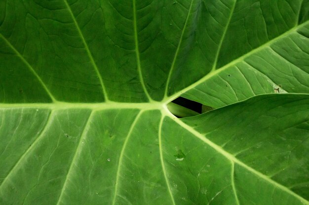 Tropical background green plant Natural concept tropical leaves