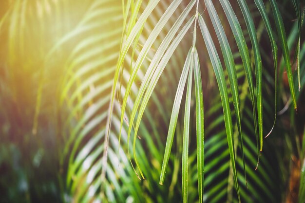 Tropical background Sun rays on a green palm leaves