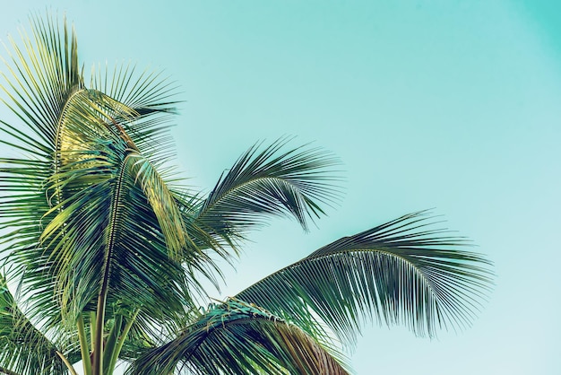 Tropical Background with palm