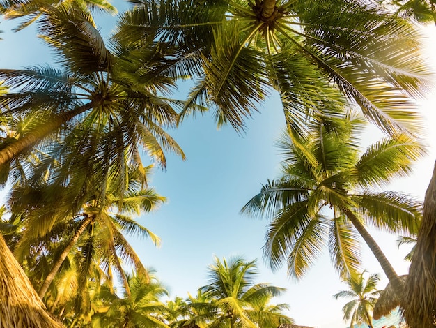 Tropical Background with palm