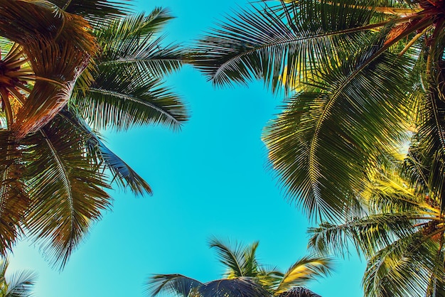 Tropical Background with palm