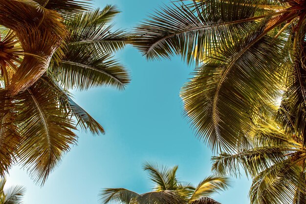 Tropical Background with palm