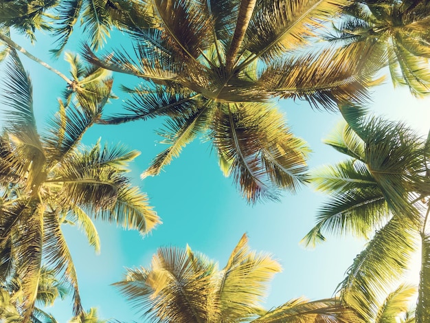 Tropical Background with palm