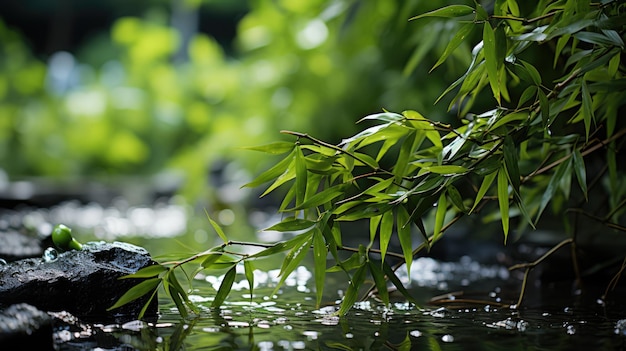 Foto foresta tropicale di bambù vicino al fiume