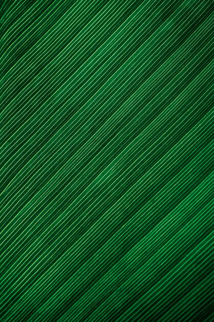 Tropical banana leaf background