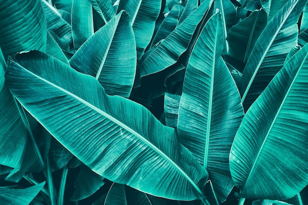 Tropical banana leaf texture background