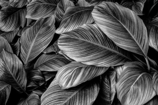 Tropical banana leaf texture in garden  large palm foliage nature dark black background