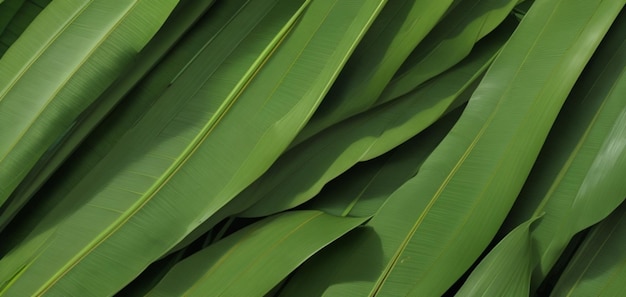 熱帯のバナナの葉のテクスチャ大きなヤシの葉、自然な濃い緑色の背景