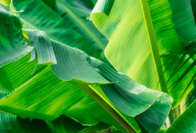 Tropical banana leaf texture, large palm foliage, nature bright green background