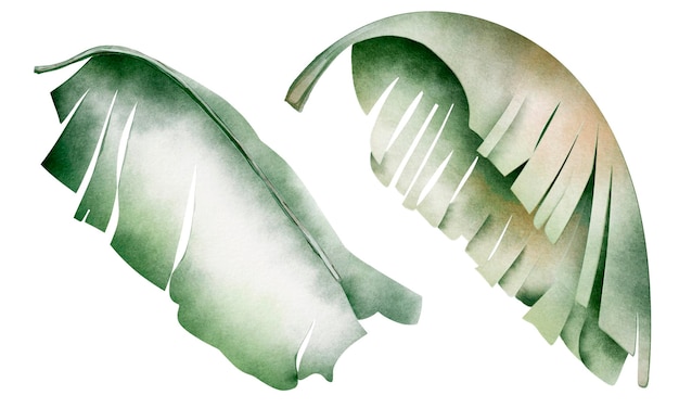 Tropical banana palm leaves watercolor isolated couple elements