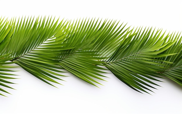 Tropical Beach Coconut Palm Leaves