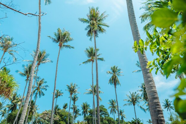Тропический пляж и кокосовая пальма на острове ко тао