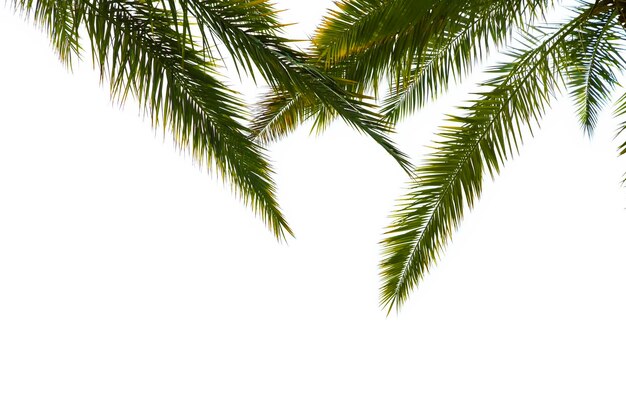 Tropical beach green palm tree leaves isolated on white background palm leaf branches fronds layout for summer and tropical nature top view Border palms branches frame foliage copy space