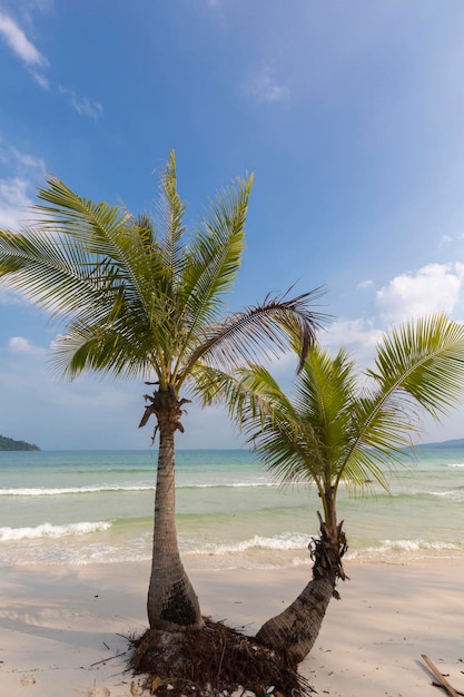 Tropical beach in Ko Rong with sea wave on the sand and palm trees