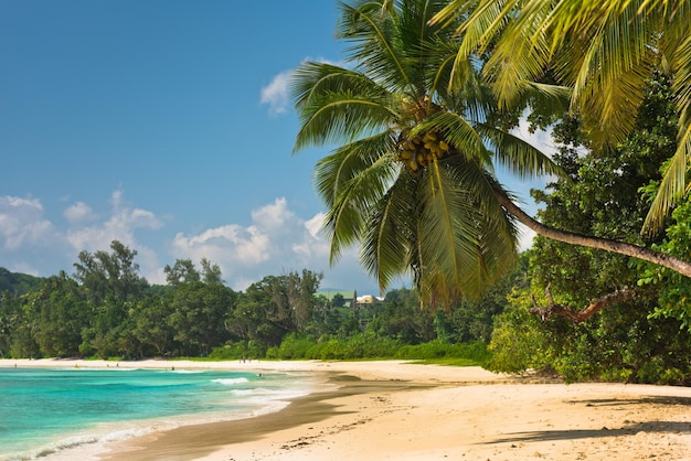 Tropical beach at Mahe island Seychelles