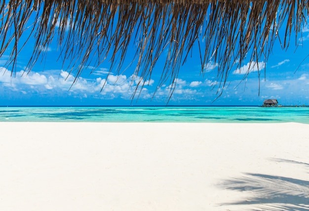 Тропический пляж на Мальдивах с несколькими пальмами и голубой лагуной