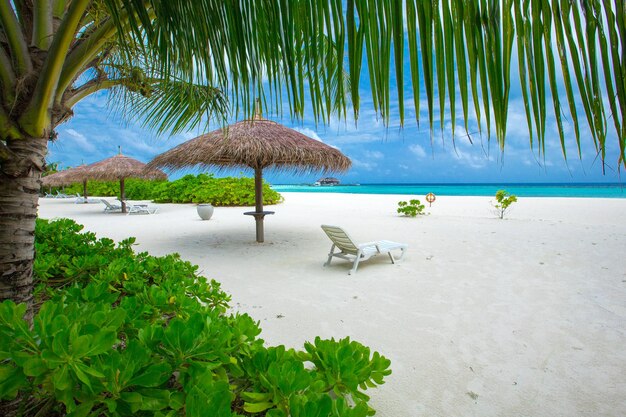 Tropical beach in Maldives with few palm trees and blue lagoon