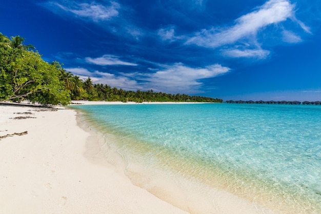 Tropical beach in Maldives with palm trees and vibrant inviting lagoon