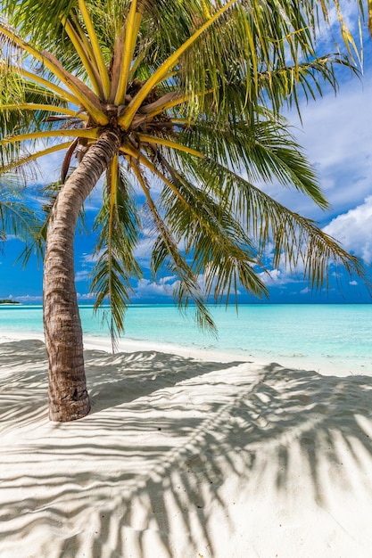 Tropical beach in Maldives with palm trees and vibrant inviting lagoon