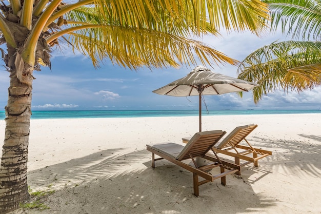 Tropical beach nature as summer landscape with lounge chairs and palm trees calm sea couple travel