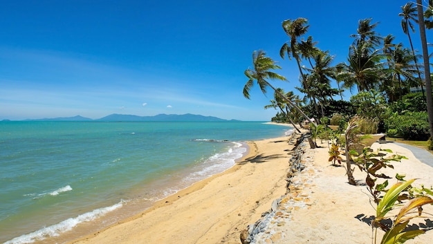 Tropical Beach Palm