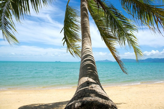 Tropical Beach Palm