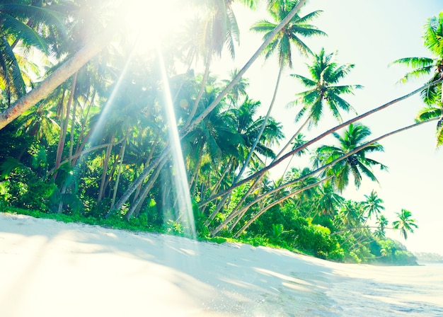 Spiaggia tropicale a samoa