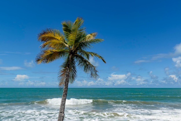 Scena di spiaggia tropicale nel nord-est del brasile albero di cocco cielo blu e mare barra de camaratuba paraiba brasile