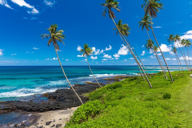 Tropical beach on south side of Samoa Island with coconut palm trees