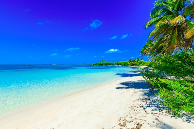 Foto spiaggia tropicale in giornata di sole