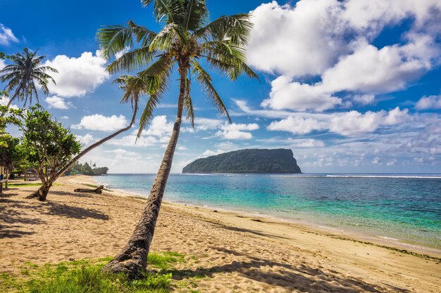 Tropical beach with a coconut palm trees and a beach fales samoa