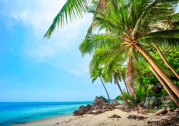 Spiaggia tropicale con palme da cocco